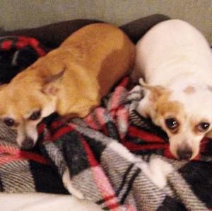 Meet your Posher, Ginny